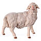 Sheep gazing right, 12 cm nativity Original Shepherd model, in painted Val Gardena wood s1