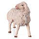 Sheep gazing right, 12 cm nativity Original Shepherd model, in painted Val Gardena wood s2