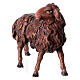 Owca patrząca w prawo ciemne umaszczenie szopka Original Pastore drewno malowane Val Gardena 10 cm s2