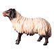 Sheep looking forward with dark head, 10 cm nativity Original Shepherd model, in painted in Val Gardena wood s1