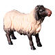 Sheep looking forward with dark head, 10 cm nativity Original Shepherd model, in painted in Val Gardena wood s3