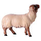 Mouton qui regarde devant tête foncée crèche Original Comète bois peint Val Gardena 10 cm s2
