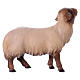 Mouton qui regarde devant tête foncée crèche Original Comète bois peint Val Gardena de 12 cm s2