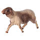 Spotted Sheep that Runs, 10 cm nativity Original Comet model, in painted Valgardena wood s1