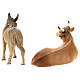 El buey y el burro para belén Original Redentor madera pintada en Val Gardena 12 cm de altura media s5