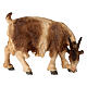 Goat eating with head turned right in painted wood, Kostner Nativity scene 12 cm s1