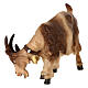 Goat eating with head turned right in painted wood, Kostner Nativity scene 12 cm s2