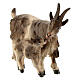 Cabra con cabrita madera pintada belén Kostner 12 cm s2