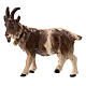 Chèvre clochette tête à gauche bois peint crèche Kostner 12 cm s1