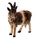 Chèvre clochette tête à gauche bois peint crèche Kostner 12 cm s2
