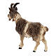 Goat with short hair in painted wood, Kostner Nativity scene 12 cm s2