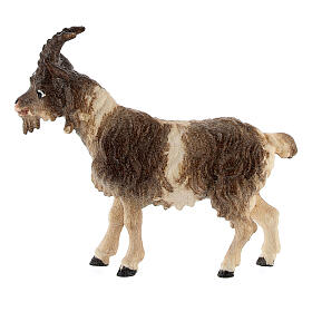 Capra pelo corto legno dipinto presepe Kostner 12 cm