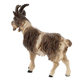 Capra pelo corto legno dipinto presepe Kostner 12 cm