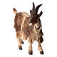 Goat with bell turned right in painted wood, Kostner Nativity scene 12 cm s2