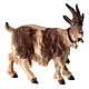 Chèvre clochette tête à droite bois peint crèche Kostner 12 cm s1