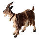 Kostner Nativity Scene 12 cm, horned goat with bell looking to the right, in painted wood s3