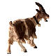 Kostner Nativity Scene 12 cm, horned goat with bell looking to the right, in painted wood s4