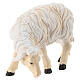 Sheep eating with head turned left in painted wood, Kostner Nativity scene 12 cm s2