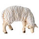 Sheep eating with head turned right in painted wood, Kostner Nativity scene 9.5 cm s1