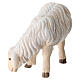Sheep eating with head turned right in painted wood, Kostner Nativity scene 9.5 cm s2