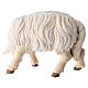 Sheep eating with head turned right in painted wood, Kostner Nativity scene 9.5 cm s3