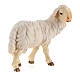 Standing sheep looking to the right in painted wood Kostner Nativity Scene 9.5 cm s3