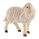 Standing sheep looking to the right in painted wood Kostner Nativity Scene 12 cm s2