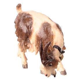 Capra mangia testa a destra legno dipinto Val Gardena presepe Rainell 11 cm