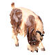 Capra mangia testa a destra legno dipinto Val Gardena presepe Rainell 11 cm s2