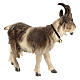 Capra testa a sinistra legno dipinto Val Gardena presepe Rainell 11 cm s3