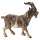 Billy goat in painted wood from Valgardena for Rainell Nativity Scene 11 cm s4