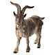 Bouc bois peint crèche Rainell Val Gardena 11 cm s2