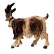 Capra testa a destra legno dipinto presepe Rainell 9 cm Valgardena s4