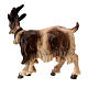 Goat with facing right, 9 cm nativity Rainell, in painted Valgardena wood s4