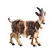 Chèvre tête à droite bois peint crèche Rainell Val Gardena 11 cm s1