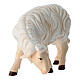 Sheep grazing to the left, 11 cm nativity Rainell, in painted wood s2