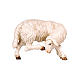 Sheep scratching itself in painted wood from Val Gardena for Rainell Nativity Scene 11 cm s1