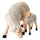Pecora mangia con agnello legno dipinto Val Gardena presepe Rainell 11 cm s2