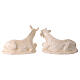 Natividad con bue y burro cerámica marfil 50 cm terracota Deruta s13