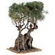 Realistic olive tree for Neapolitan Nativity scene real wood papier-mache h 20 cm s3