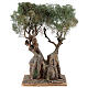 Realistic olive tree for Neapolitan Nativity scene real wood papier-mache h 20 cm s4