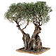 Arbre olivier réaliste crèche napolitaine bois papier mâché h réelle 20 cm s2