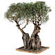 Realistic Olive Tree for Neapolitan Nativity Scene Wood Paper Mache, real H 20 cm s2