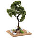Miniature Elm tree h. 25 cm for nativity s3