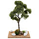 Miniature Elm tree h. 25 cm for nativity s4