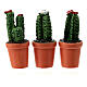 Wazon kaktus różne rodzaje, szopka 8 cm s3