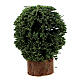 Arbustos em miniatura em vasos de madeira altura 5 cm para presépio com figuras altura média 8 cm, 4 unidades s2