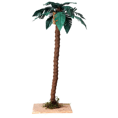 Palma pojedyncza naturalna h 33 cm, szopka 10 cm 1