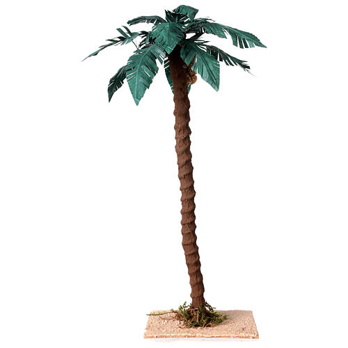 Palma pojedyncza naturalna h 33 cm, szopka 10 cm 2
