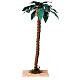 Palma pojedyncza naturalna h 33 cm, szopka 10 cm s1